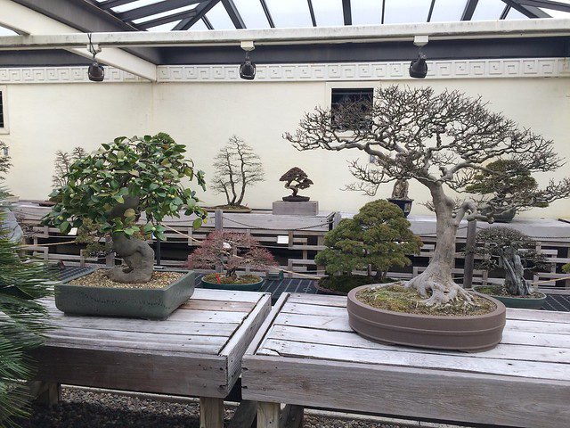 Bonsai Museum at the National Arboretum