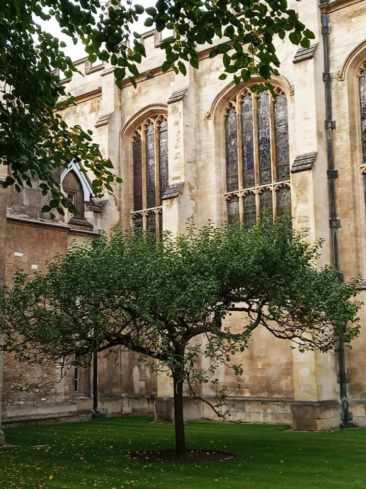 Newton’s Apple Tree DC